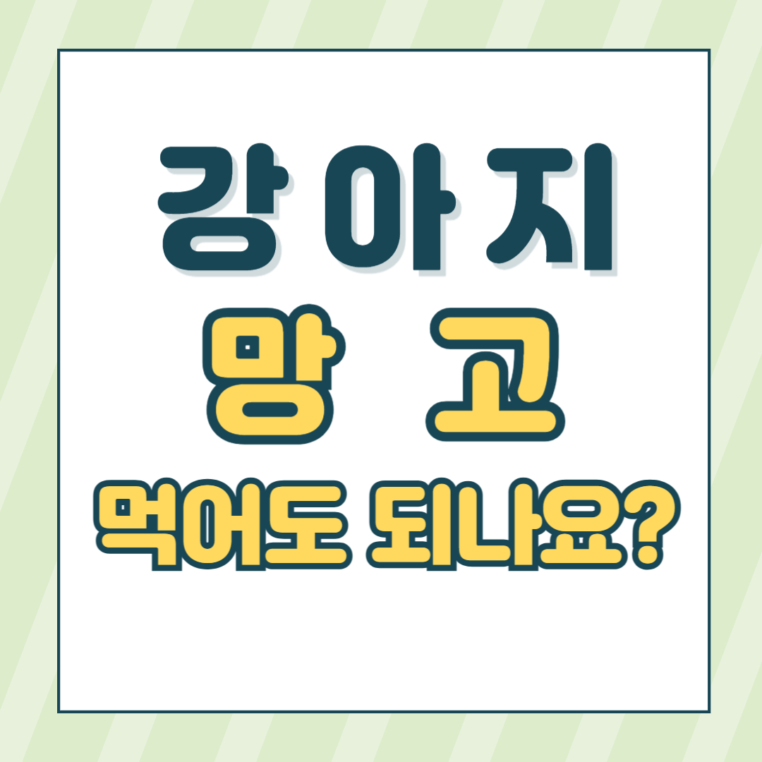 강아지망고