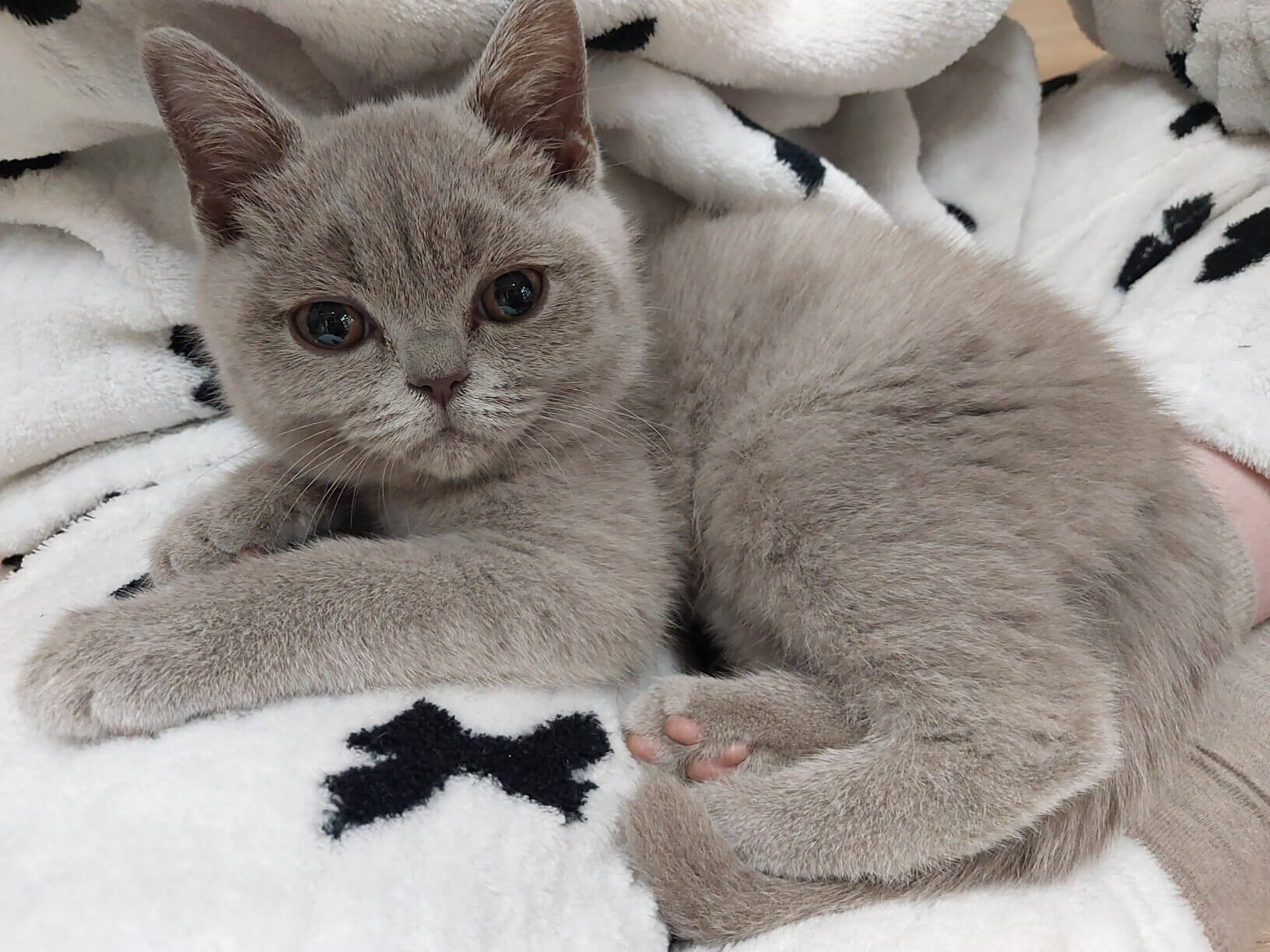 한참 뛰어놀고 의자 다리에 기대어 쉬고 있는 아기 고양이 누니