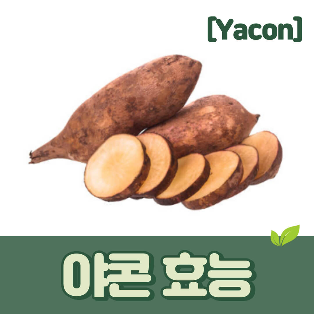 야콘의 효능