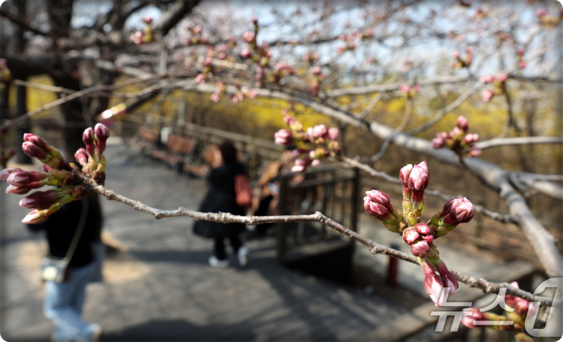서울 여의도 윤중로 벚꽃