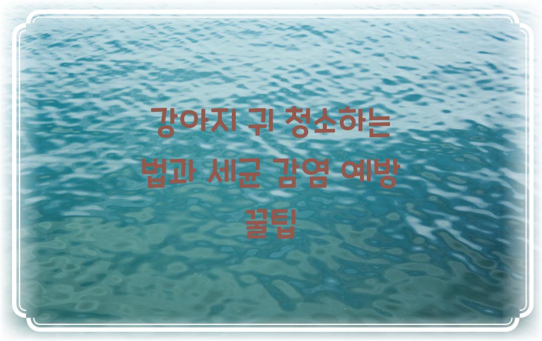 강아지 귀 청소하는 법, 세균 감염 예방하는 관리법