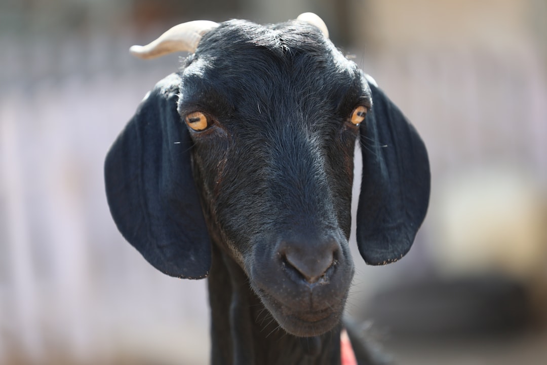 Black goat.