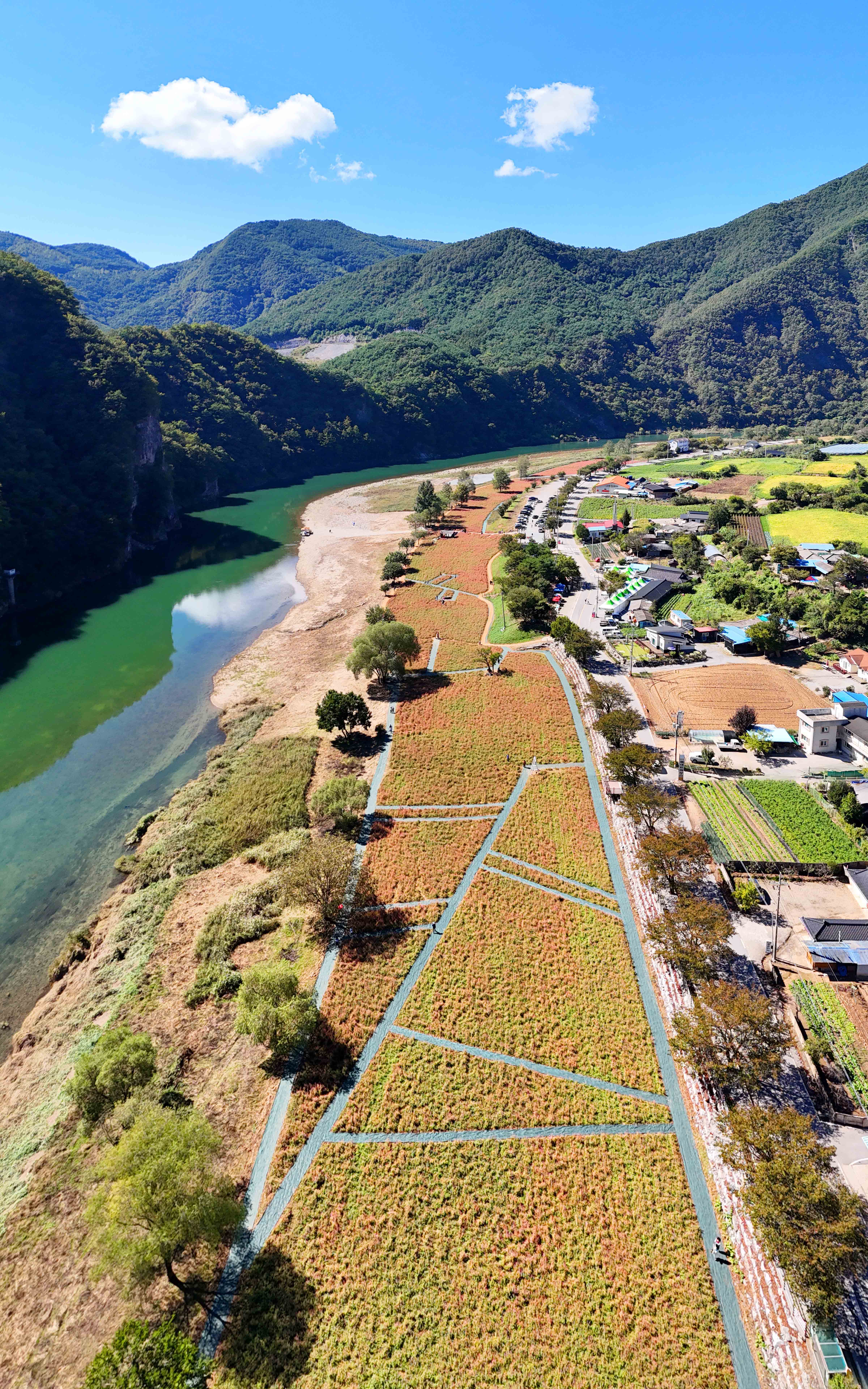 영월 동강 붉은 메밀꽃 축제 홍메밀축제