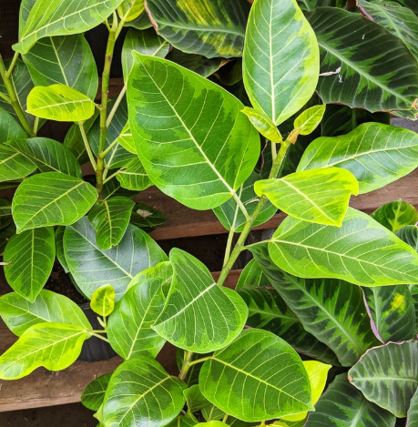 뱅갈고무나무 살리기