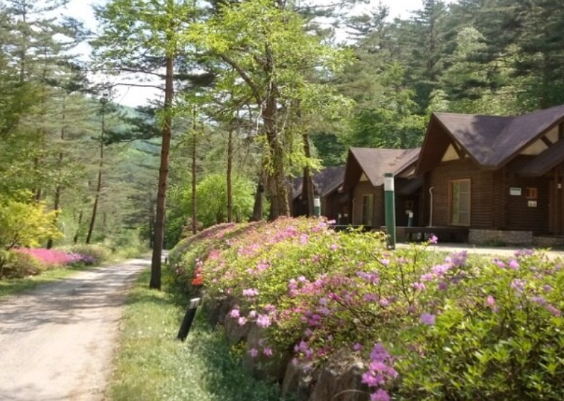 태백 고원자연휴양림