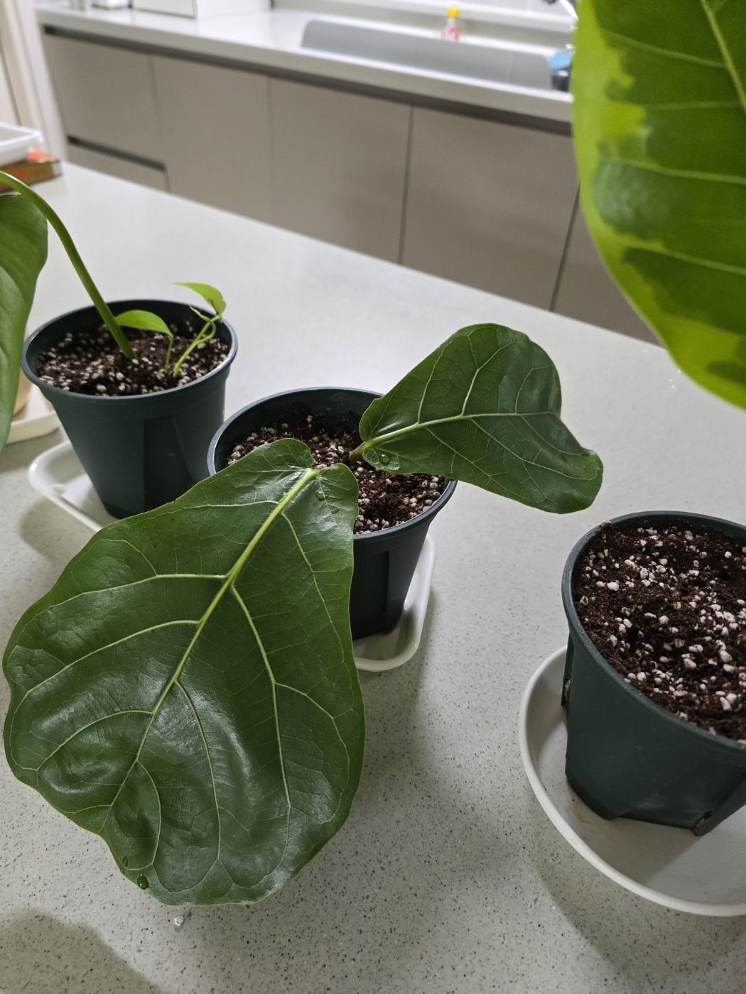 화분에 심은 떡갈고무나무