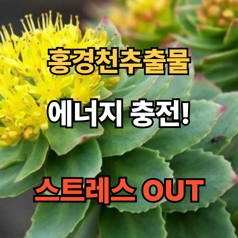 &quot;홍경천추출물 효능 및 부작용 총정리｜스트레스, 피로, 활력 관리에 도움 되는 복용법까지!