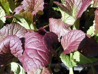 겨자채 재배 발아 빠름 간단한 관리 연속 파종_11