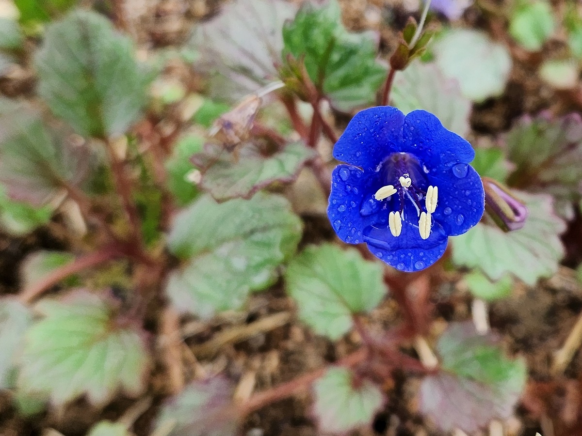 캘리포니아 블루벨