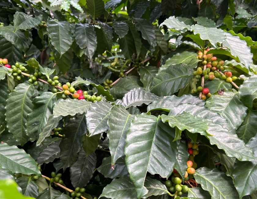 6시내고향 보령 커피 체험농장의 커피나무
