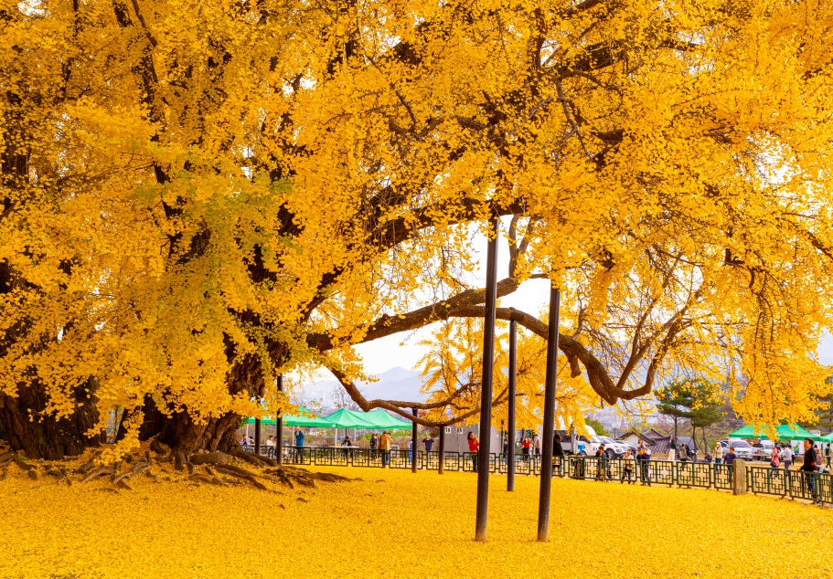 반계리 은행나무9