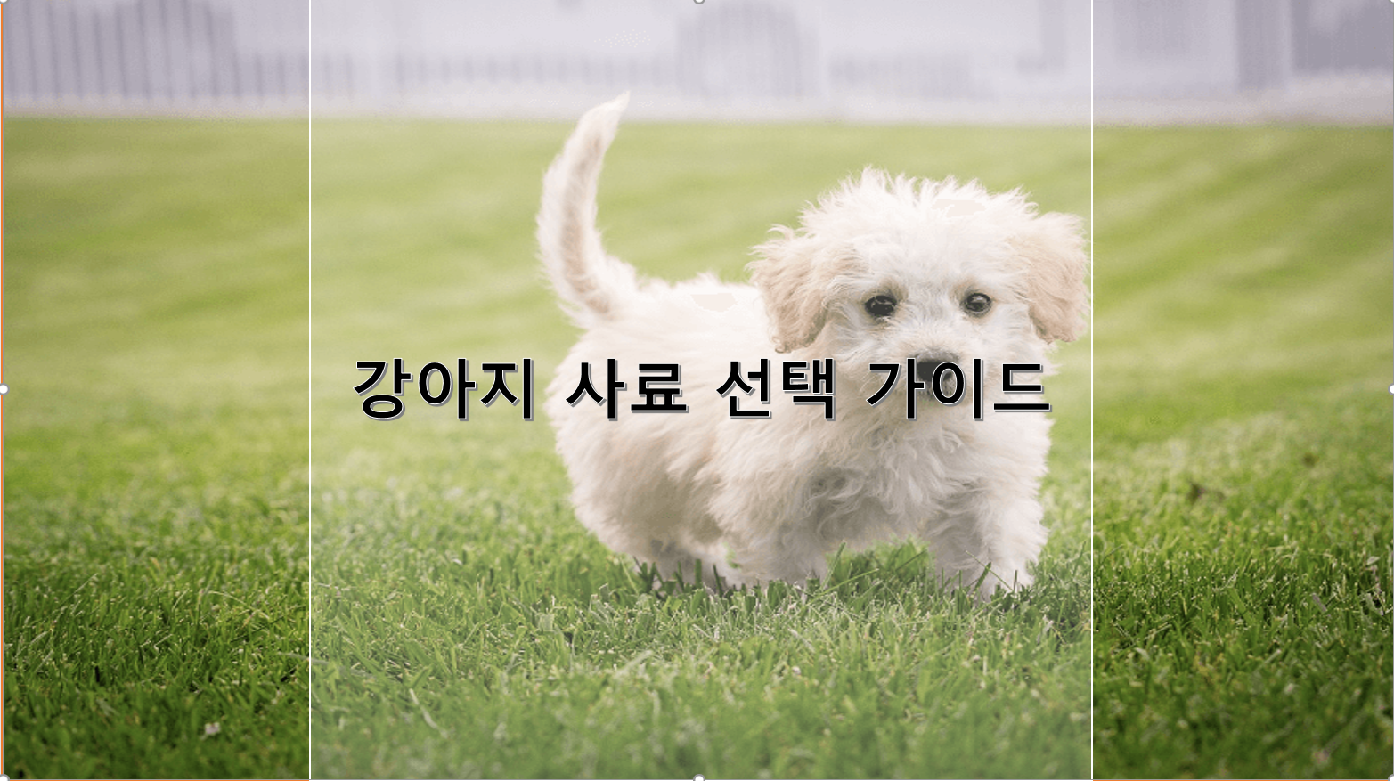 강아지 사료 선택 가이드