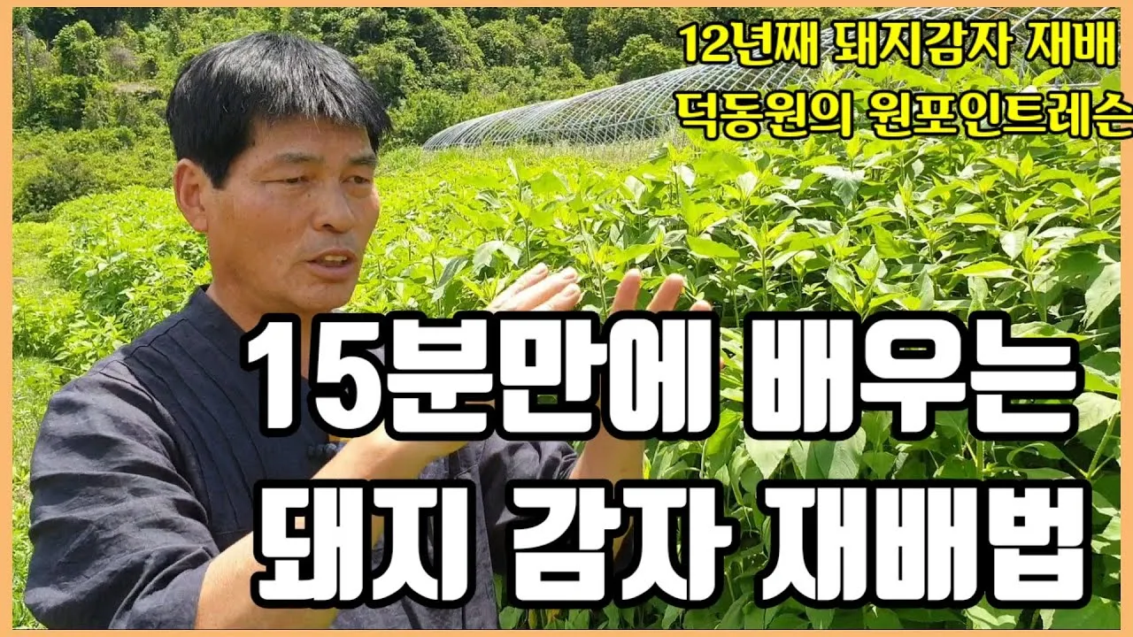 돼지감자 재배 종구 선택 배수로 만들기 수확 건조_1