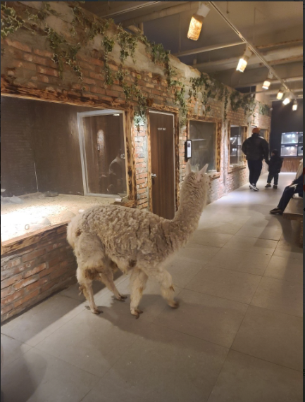 안산 타이니쥬