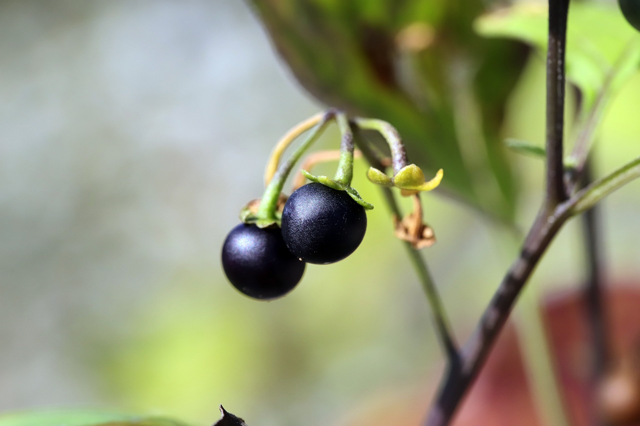 농업에서 활용되는 인공지능 기반 병해충 예측 기술의 현재와 미래