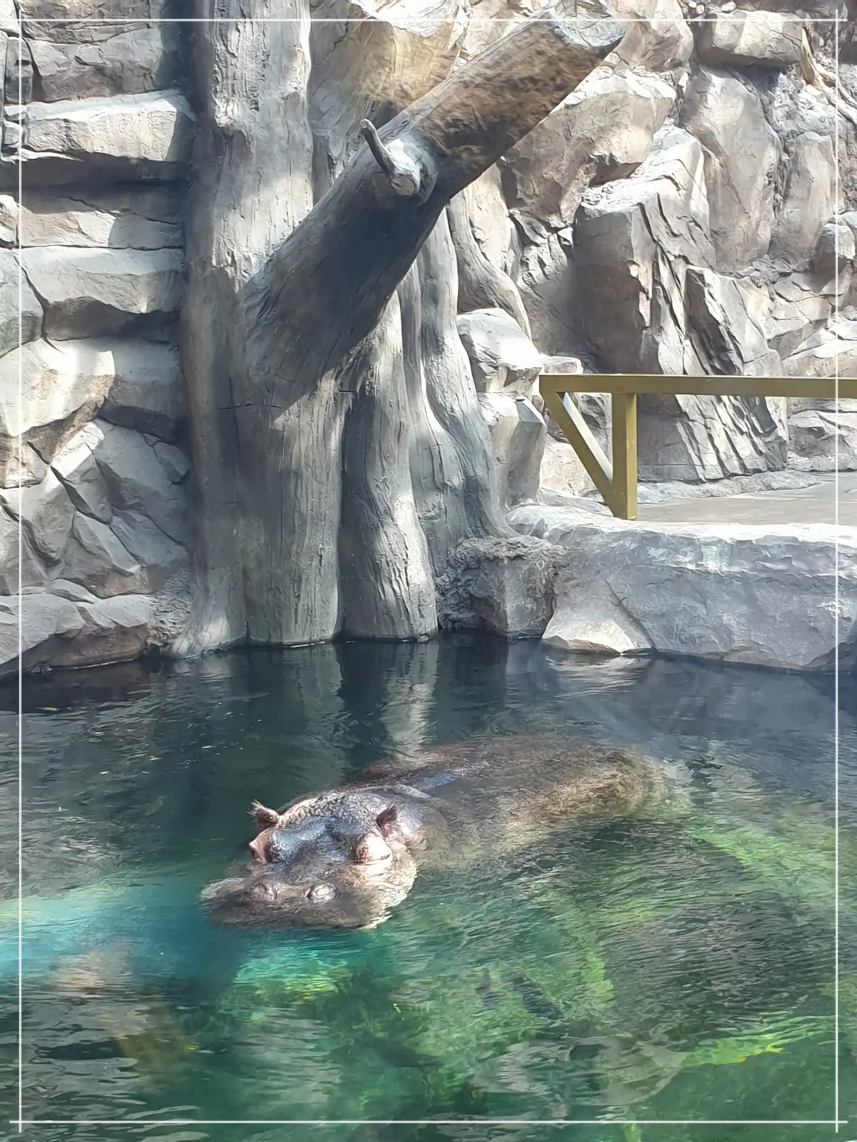 하식이-헤엄치기