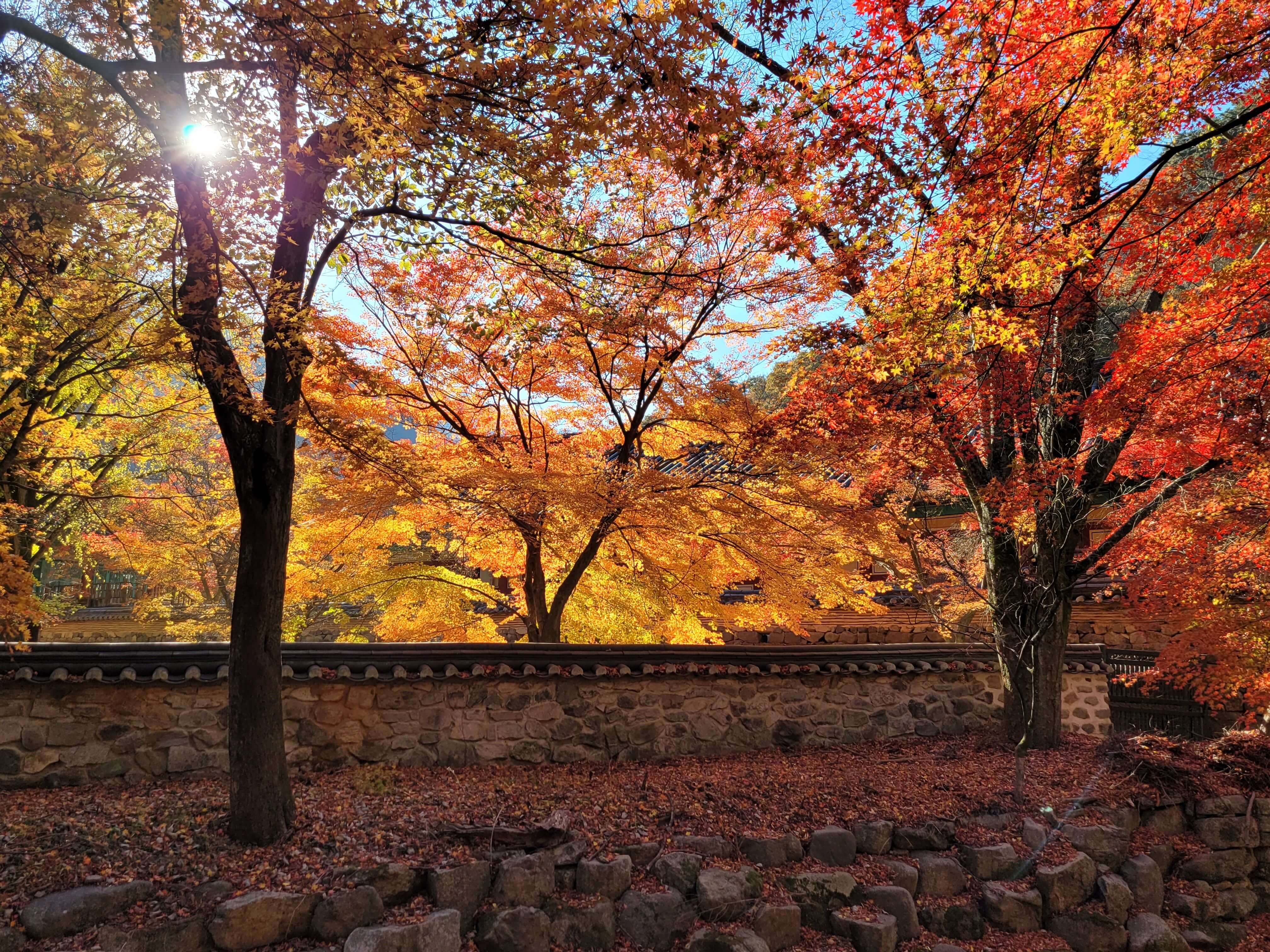 내장산 단풍 내장사