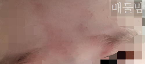 눈 위#44; 미간 연어반 사진.