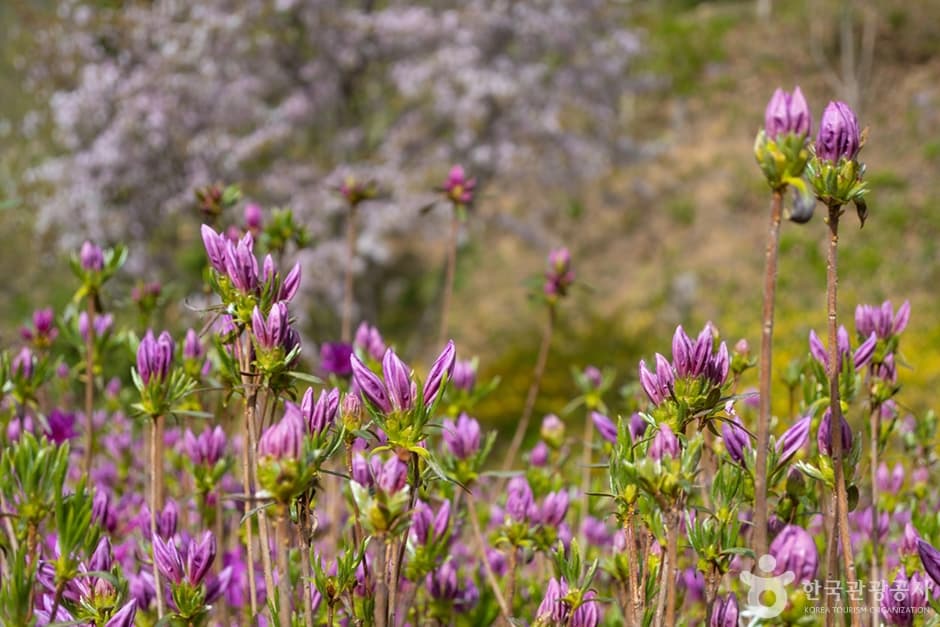 [3,4월 축제]원미산 진달래축제❘진달래 동산 3월, 4월 방문 후기