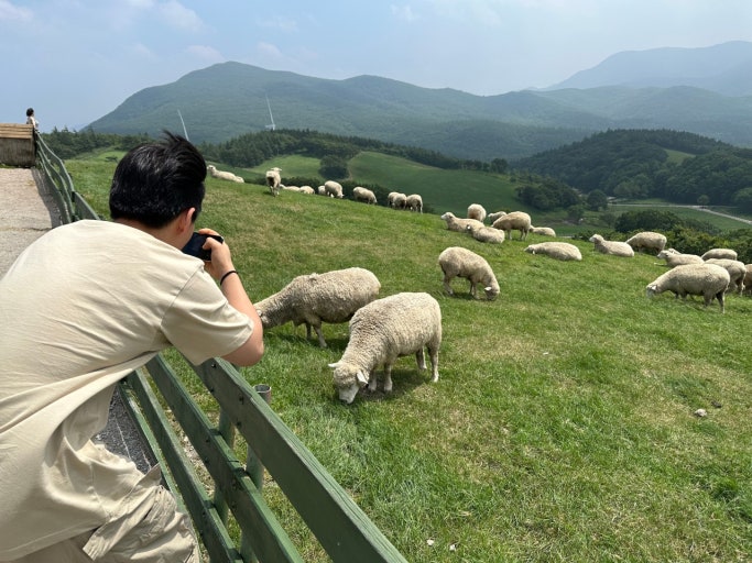 양떼목장에서 사진 찍는 모습