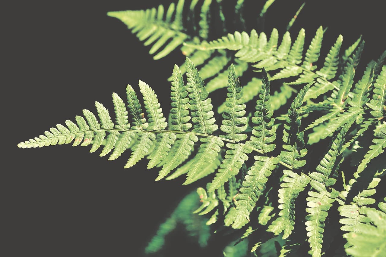 고사리 실내 정원 고령화 시대를 위한 치유형 녹색 공간의 가치