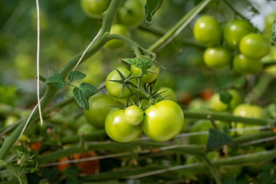 Lycopene