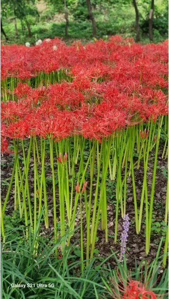 꽃무릇과 상사화 차이 요약 정리를 한눈에_5