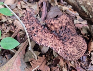 능이버섯 효능 총정리