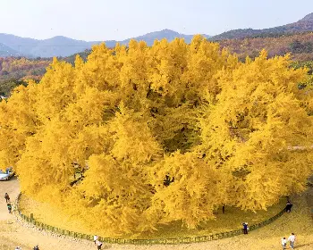 반계리 은행나무_6