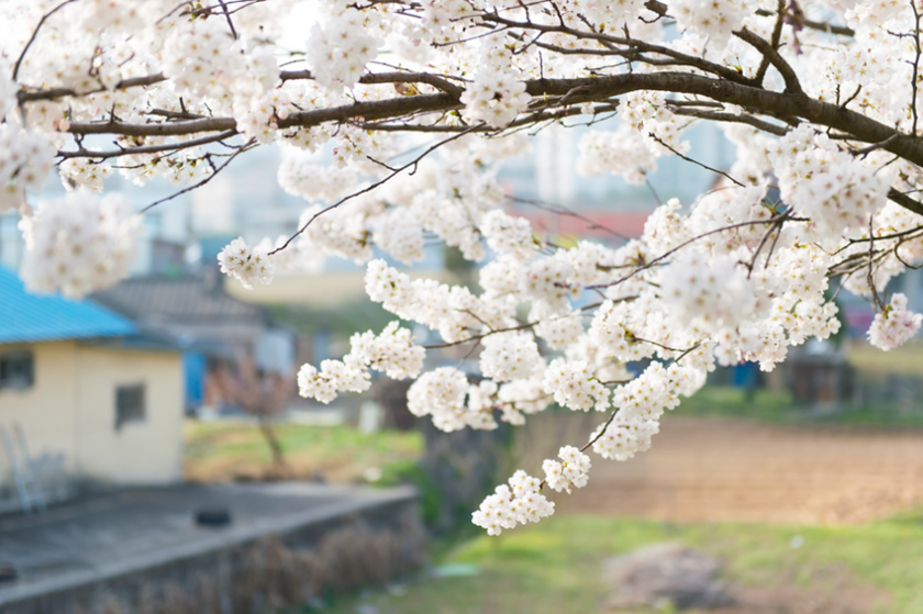 벚꽃 가지