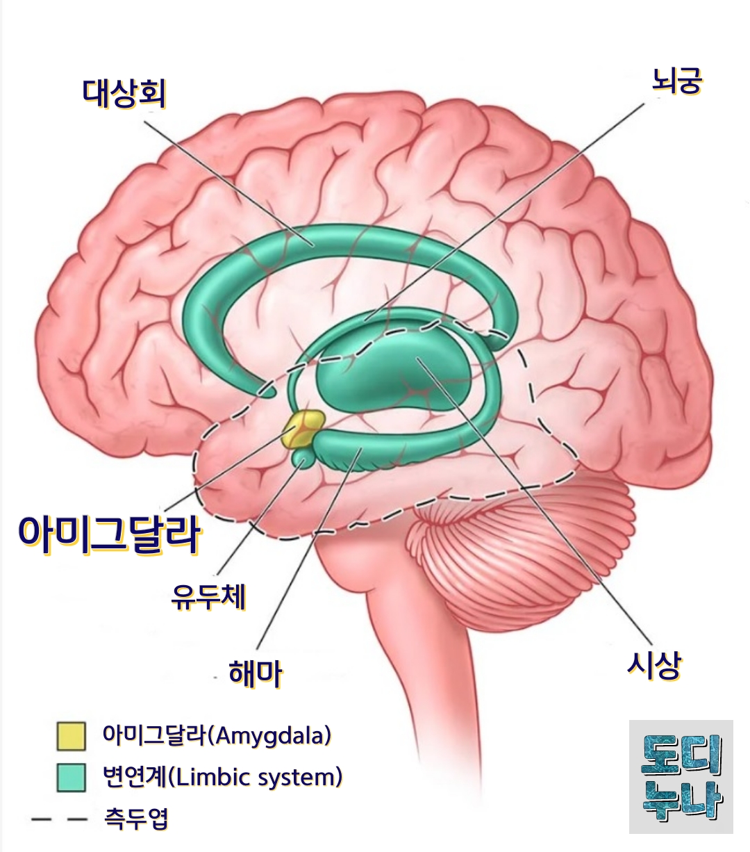아미그달라의 위치