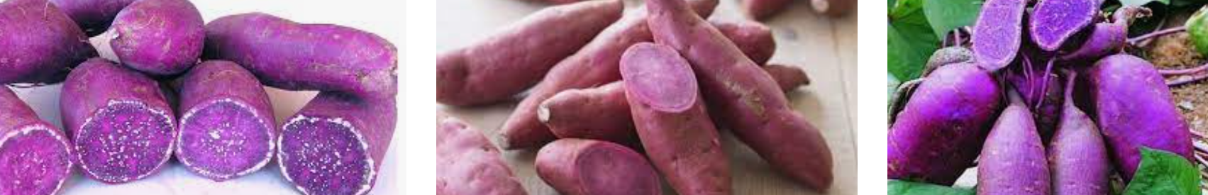 자색고구마의 특이한 모습