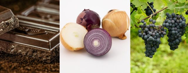 반려견 금지음식 초콜릿, 양파, 포도 관련 사진