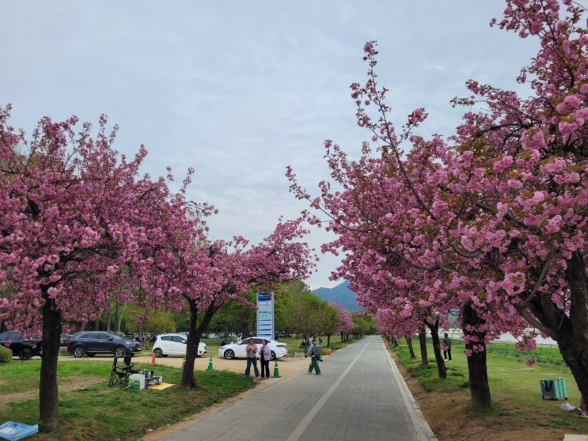 겹벚꽃 산책로 이동 구간
