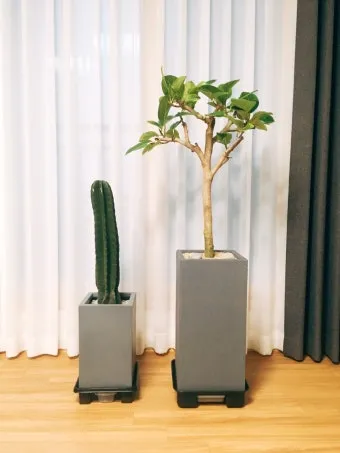 거실 큰화분 배치요령 물주기 바퀴받침 이동 어르신도 안전하게_10