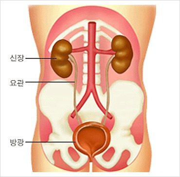 방광이 안좋으면 나타나는 증상