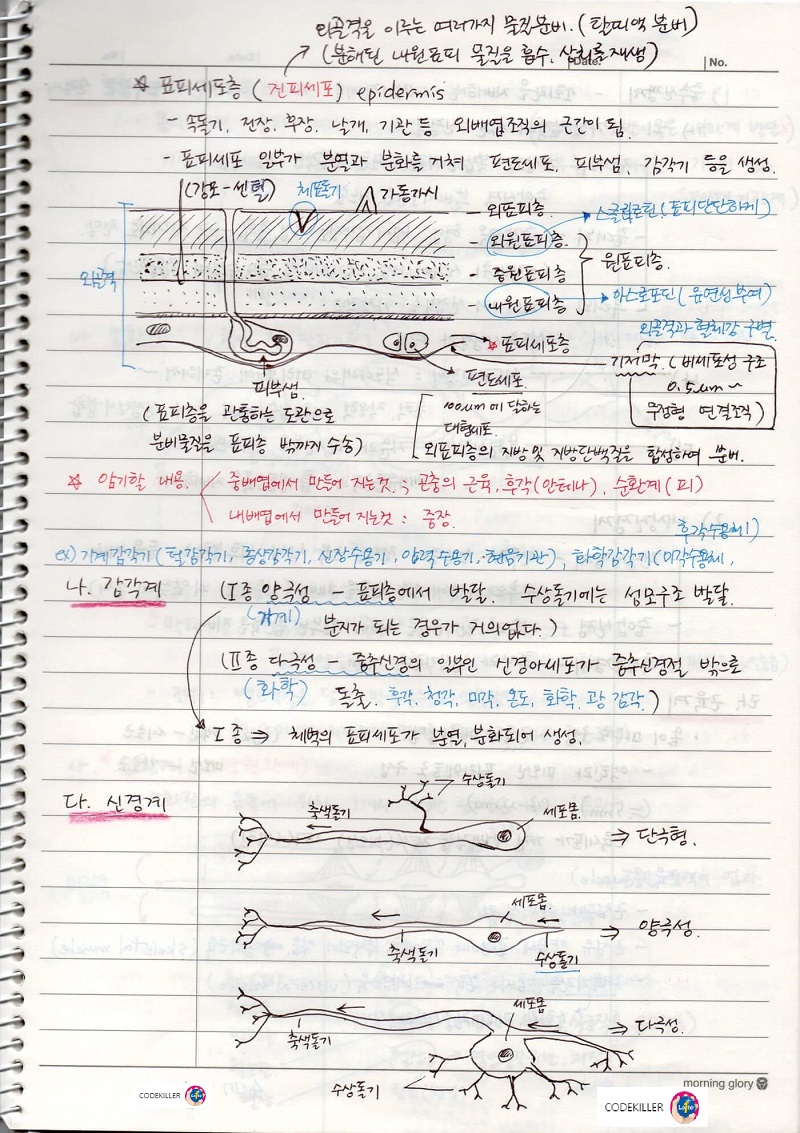 곤충의 내부형태 - 체벽, 감각계,신경계