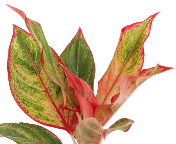 아글라오네마 시암 오로라의 매력적인 단풍잎