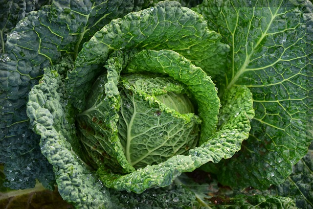 양배추 사진2
