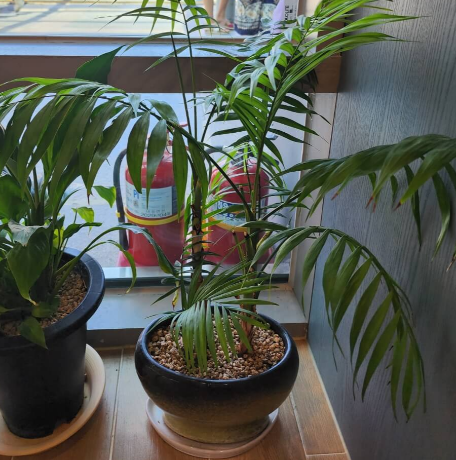 겐차야자의정면