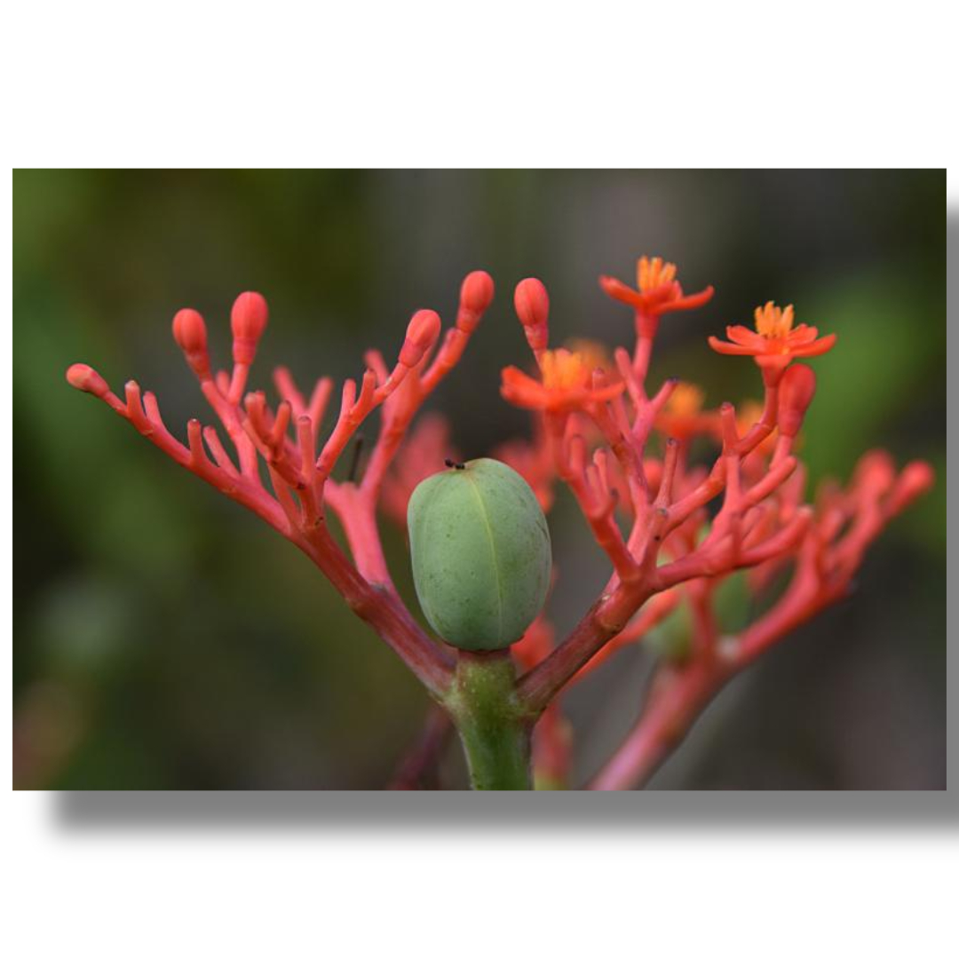 차가버섯과 관련된 사진입니다.