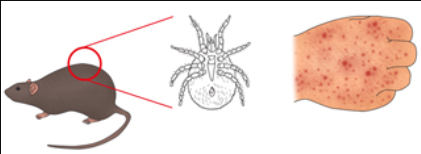 진드기-빈대-효과적인-퇴치제-기피제-살균기-스타일러스-비교구매가이드[가성비최고]
