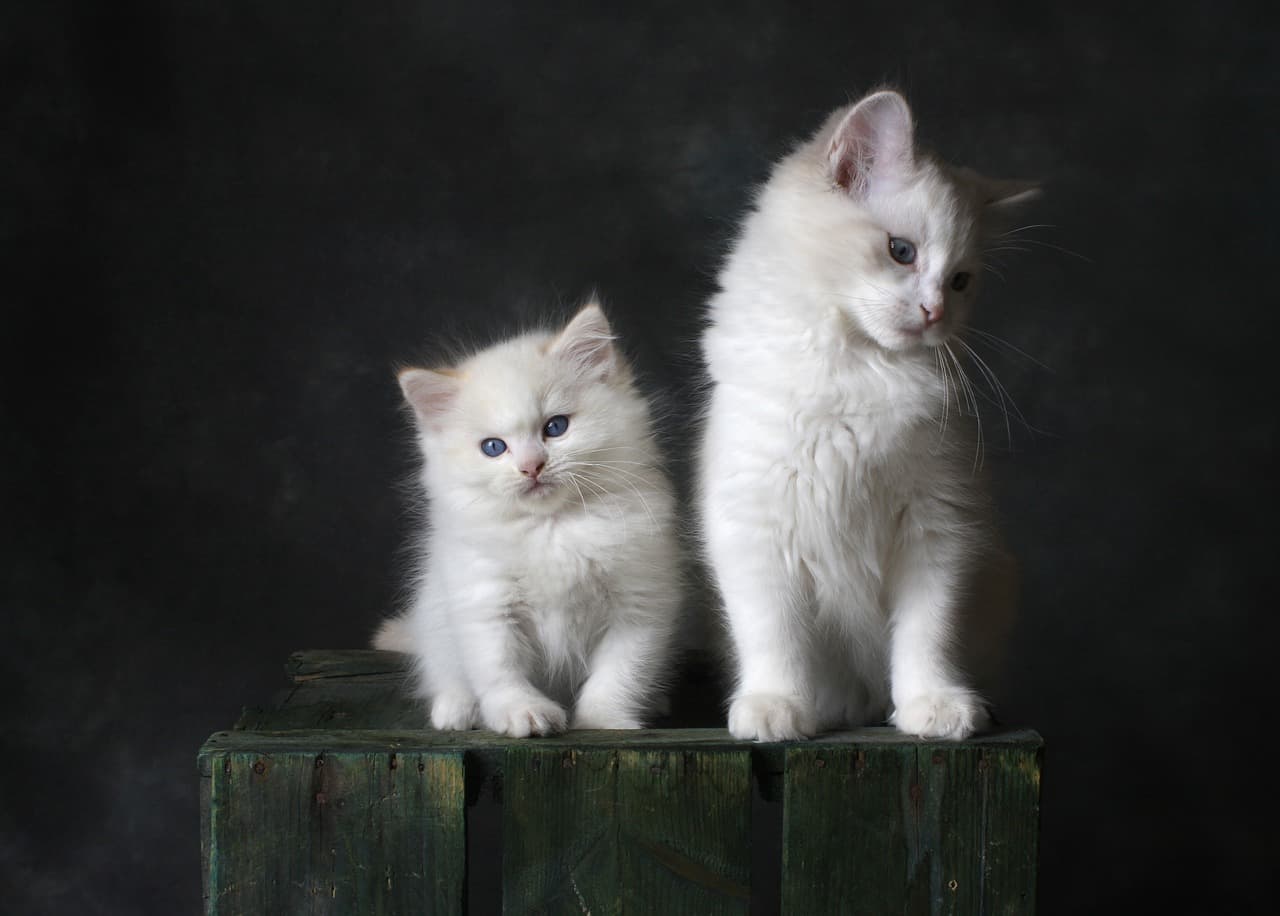 고양이 눈영양제 추천 BEST 5
