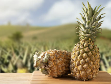 파인애플 효능 부작용 자르는법 식초만들기 등 총정리(최신)