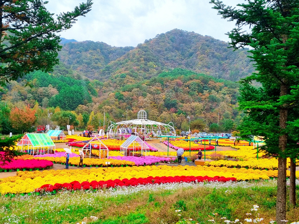 다시 찾아간 2024 인제 가을꽃축제: 국화&amp;#44; 야생화&amp;#44; 수변산책로&amp;#44; 숲 속 꽃길의 매력