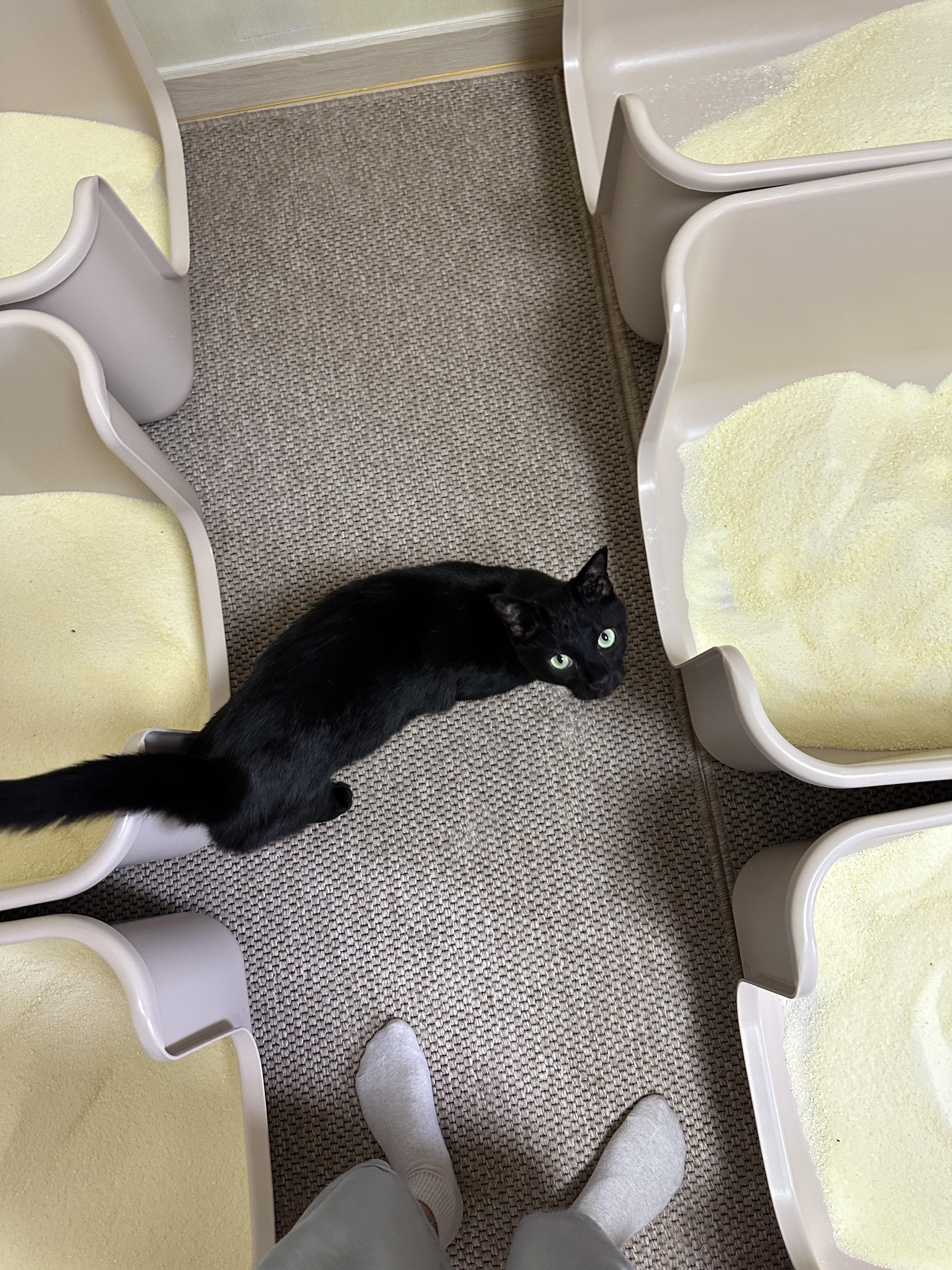 5월의 고양이들 화장실 모래 전체 갈이 (feat. 건이, 루디, 루나)