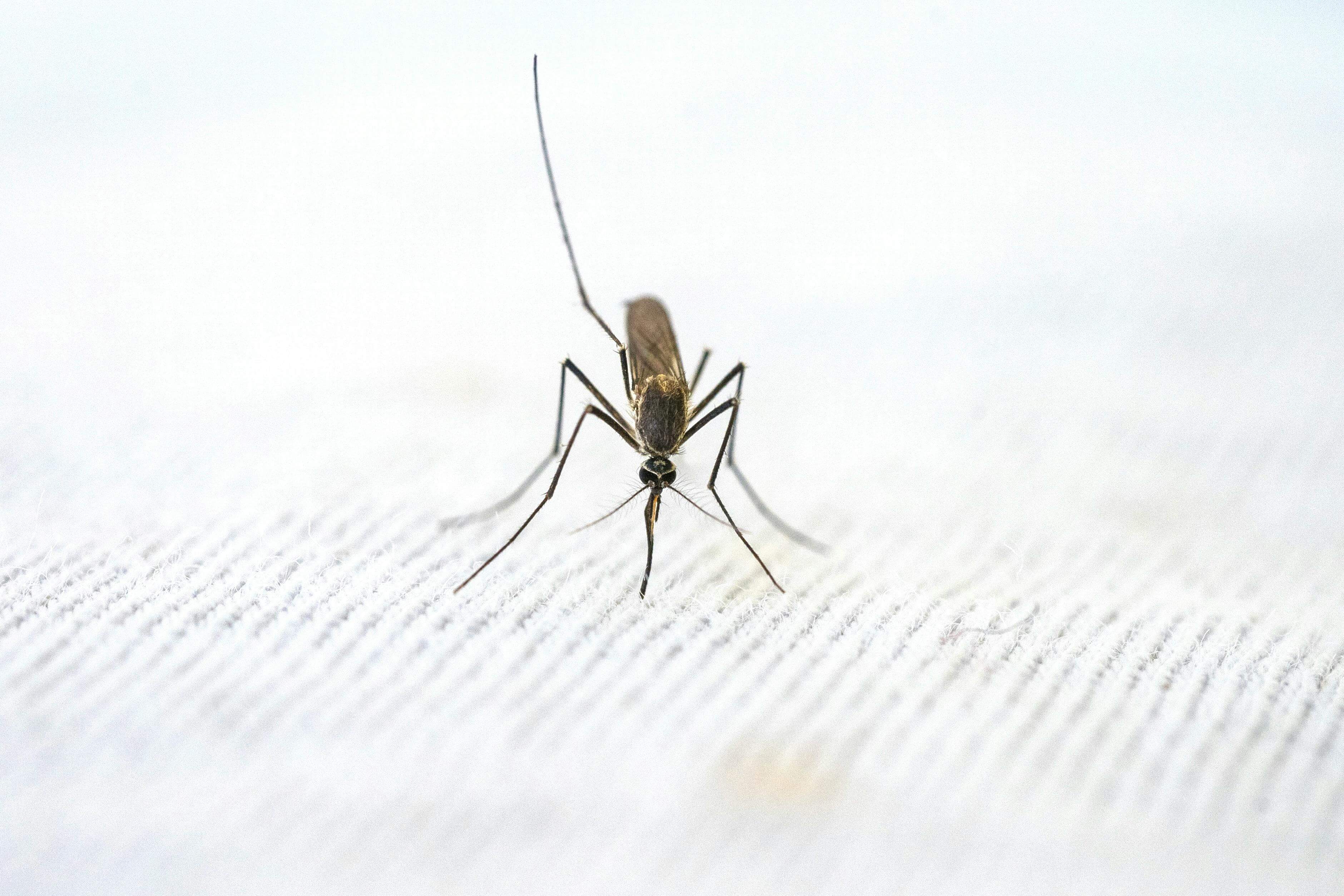 말라리아 초기 증상 며칠 지속