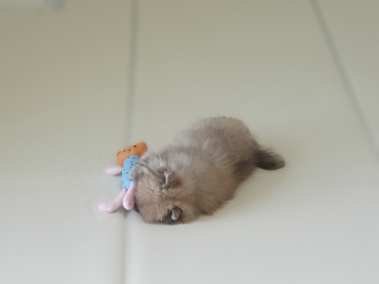 애착인형과 함께 있는 강아지