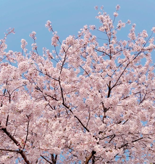 서울숲