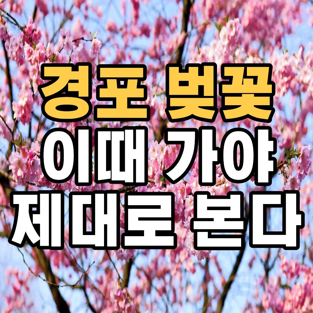 강릉 경포대 벚꽃 축제 개화시기 및 일정 2026